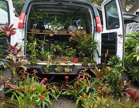 Dahlia Floristas plantas en parte trasera de vehículo 