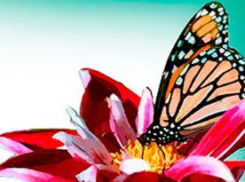 Dahlia Floristas mariposa sobre flor