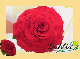 Dahlia Floristas rosas rojas